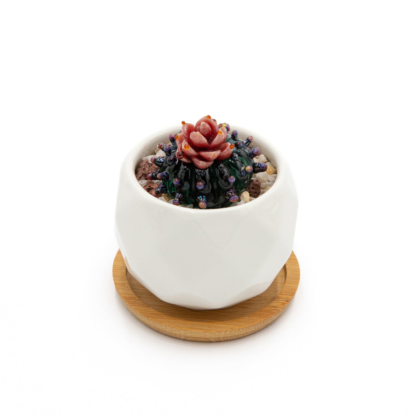 Glass Flowering Cacti