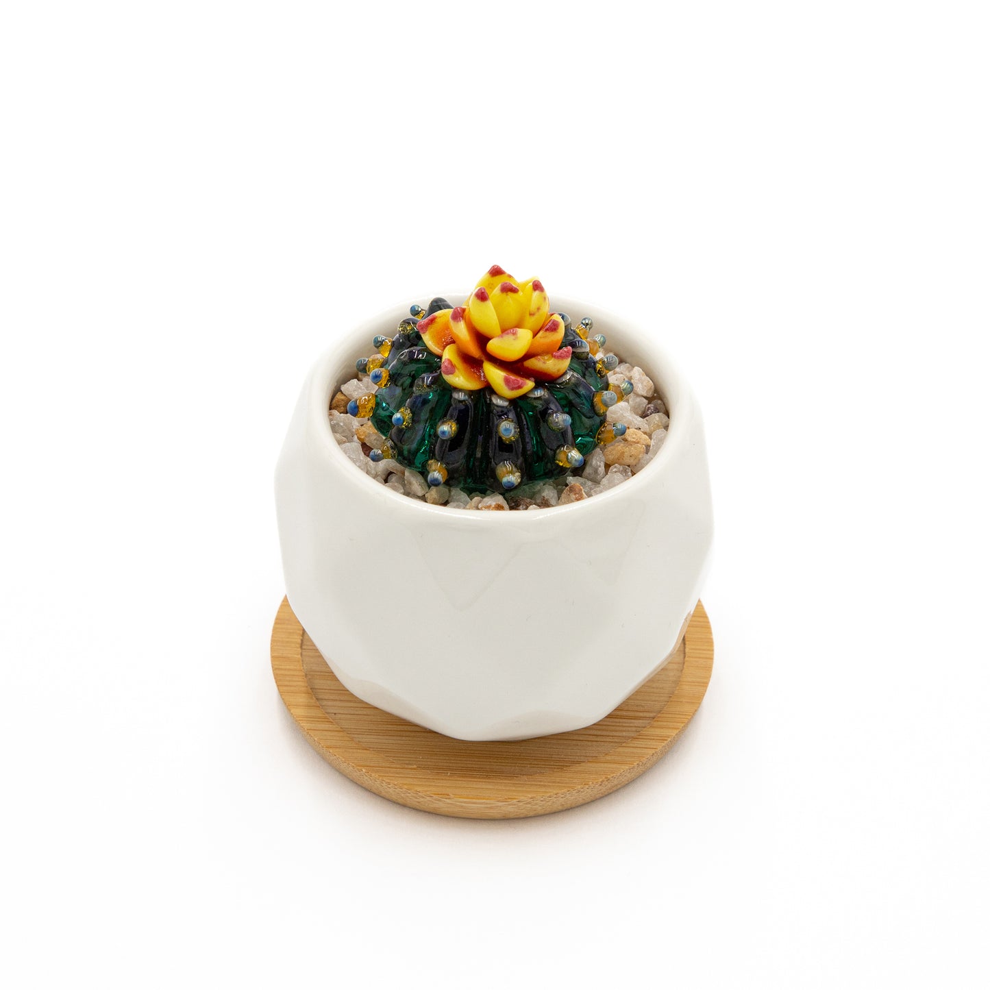 Glass Flowering Cacti