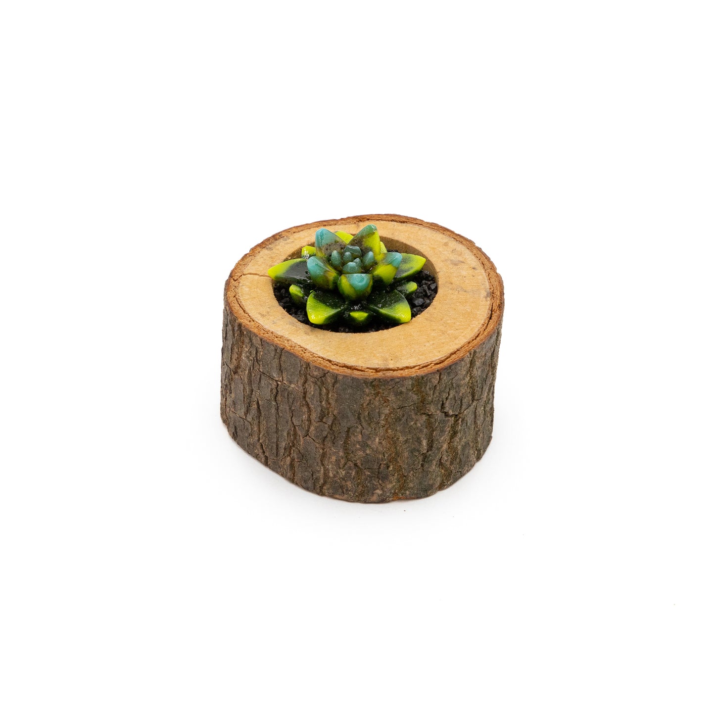 Glass Succulant