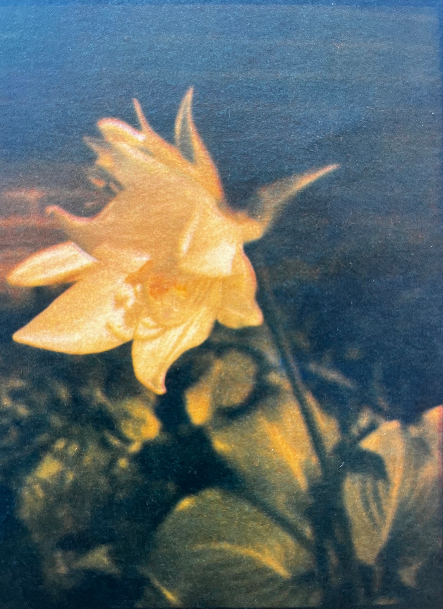 The Last Blooms