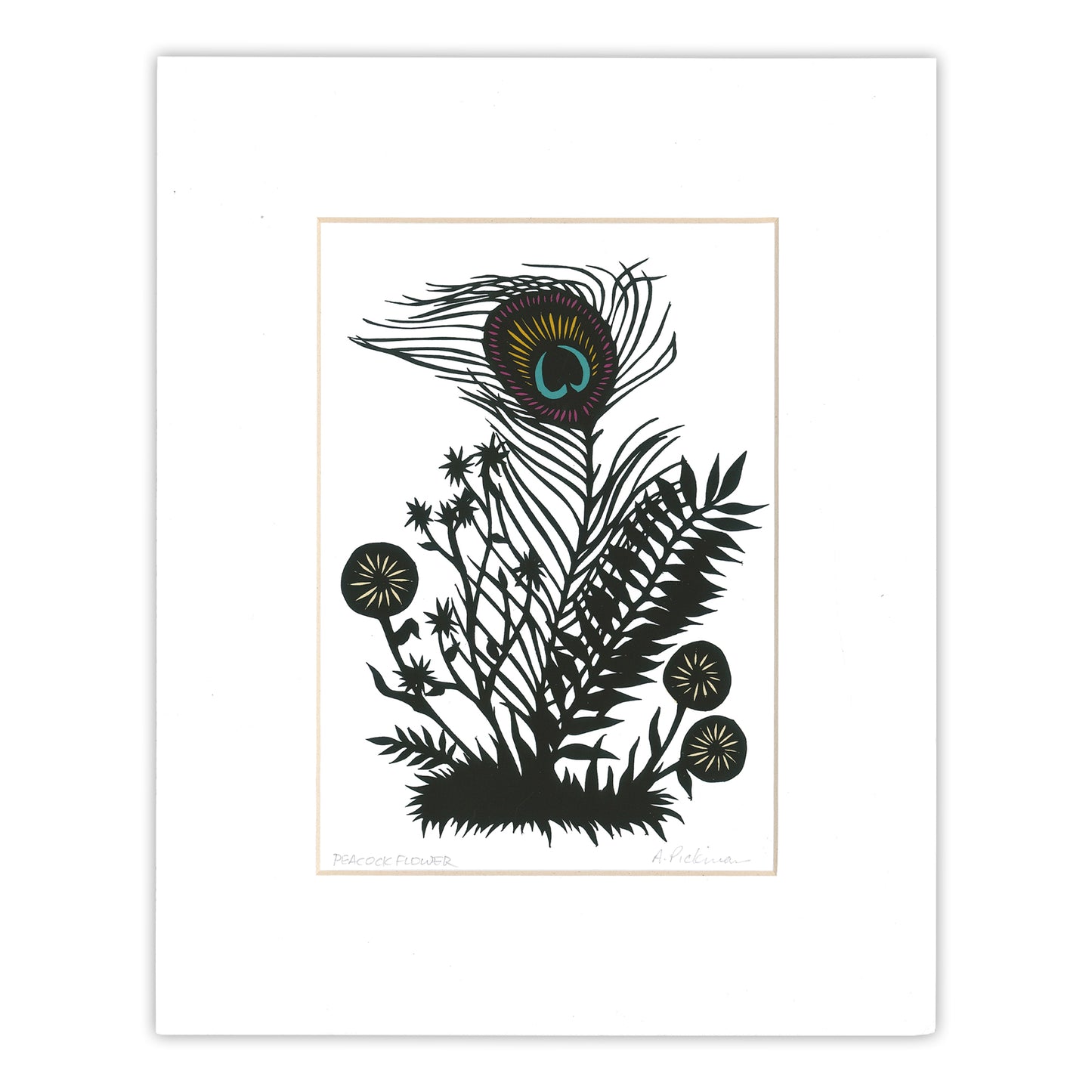 Peacock Flower