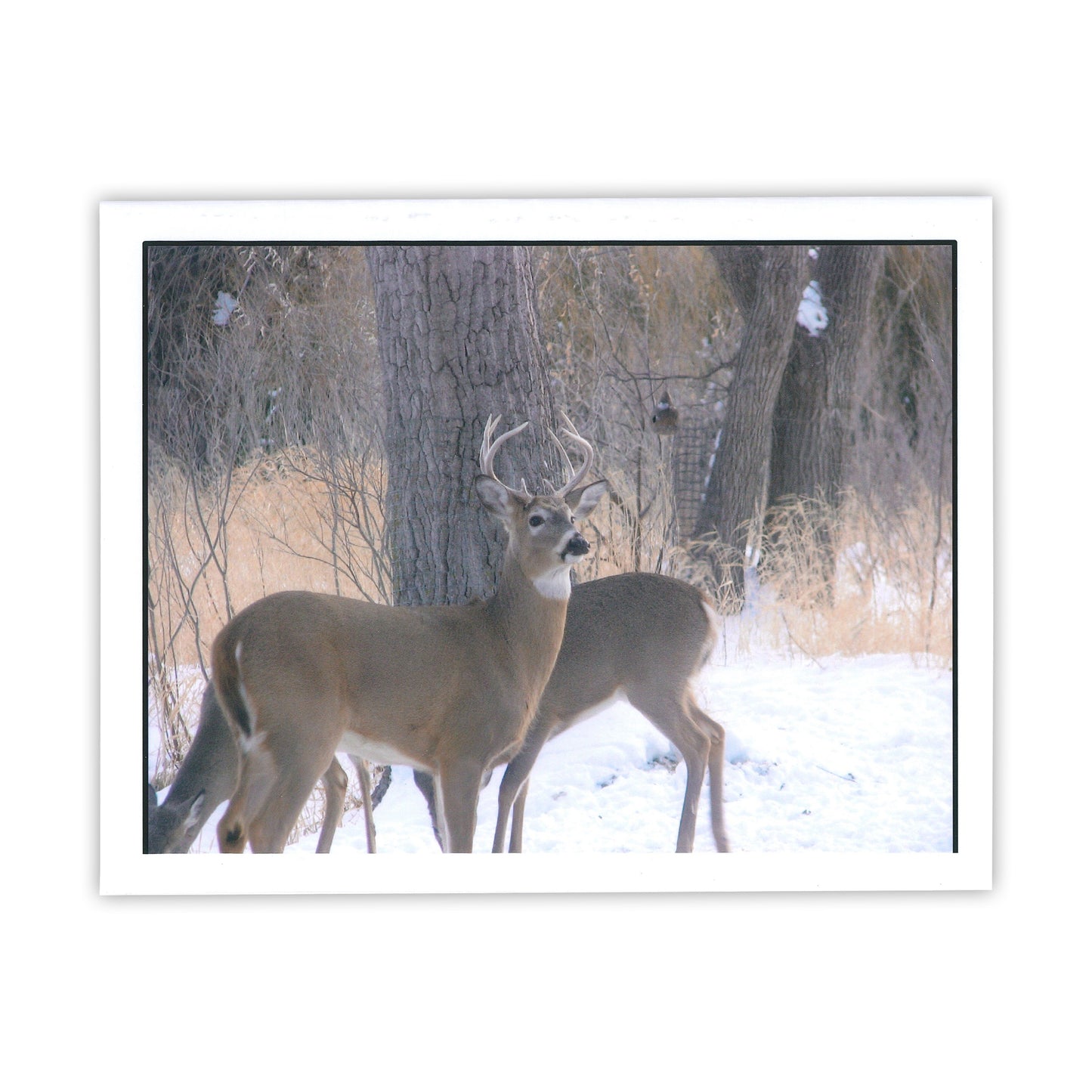 Whitetail Buck Card