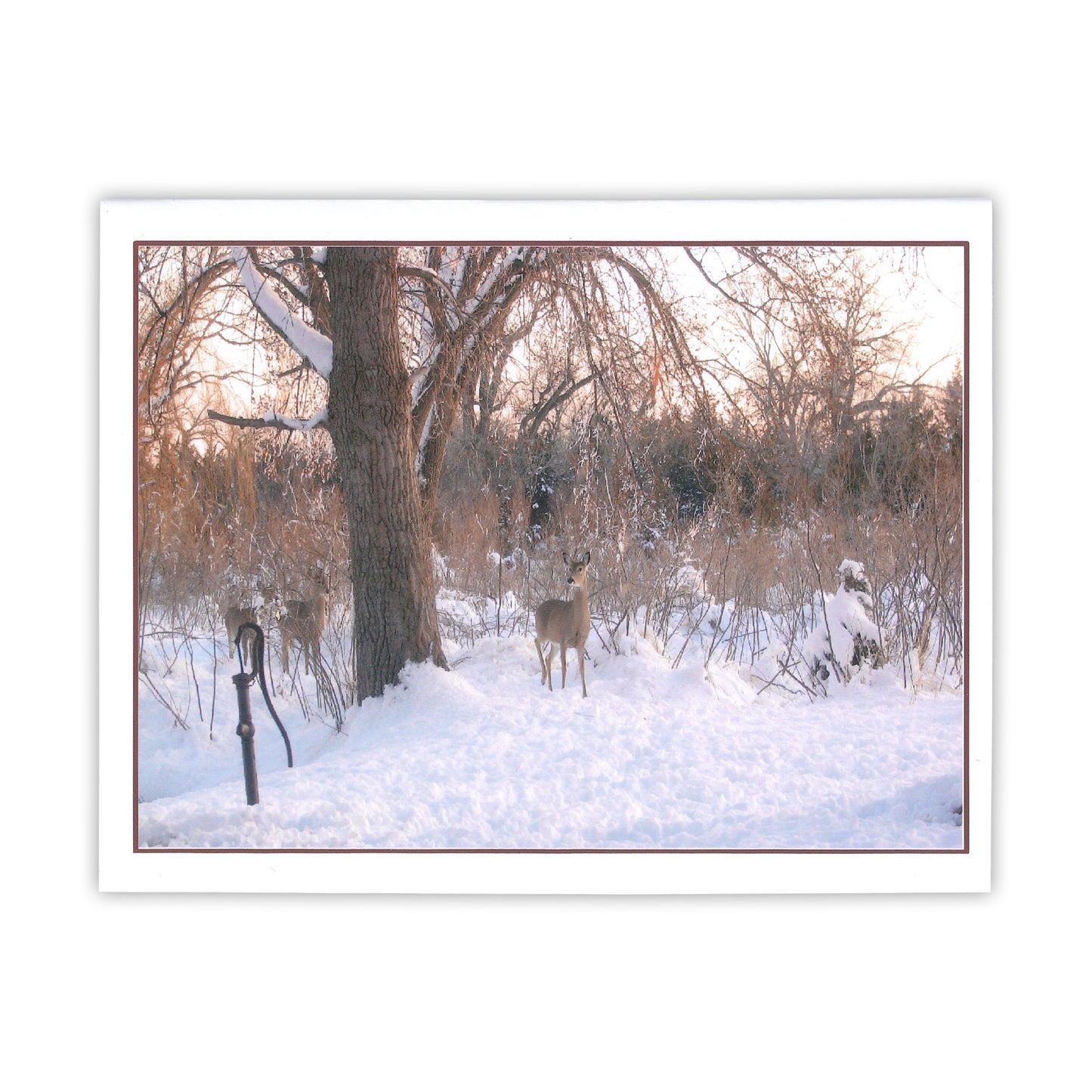 Whitetail Buck Card
