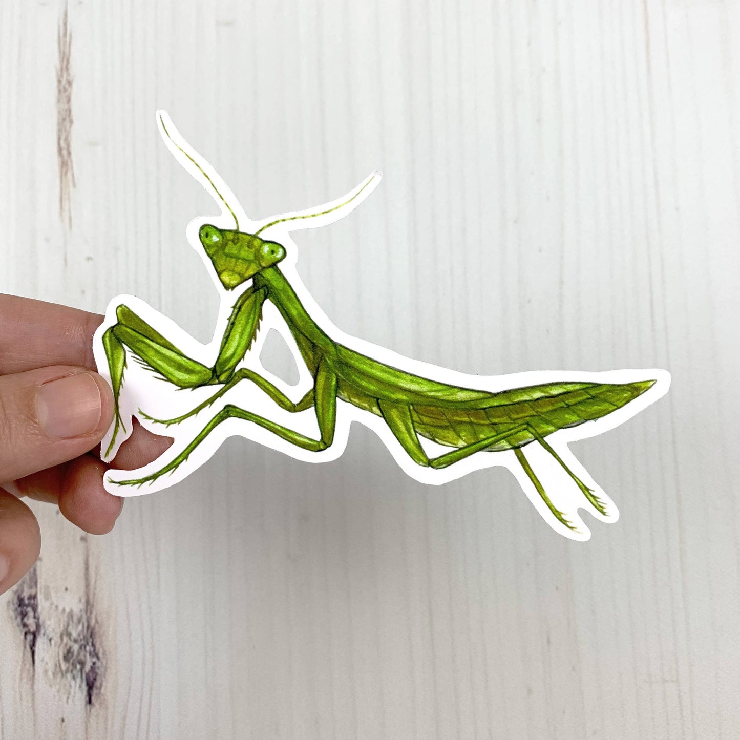 Praying Mantis Matte Vinyl Sticker