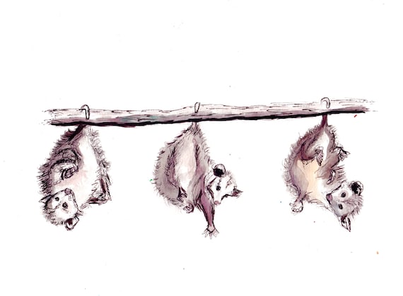 Hanging Possum Trio Matte Vinyl Sticker