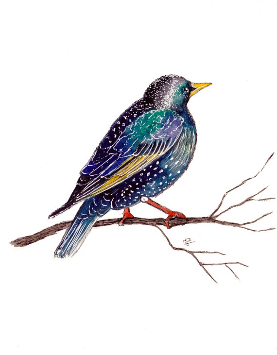 Starling Matte Vinyl Sticker