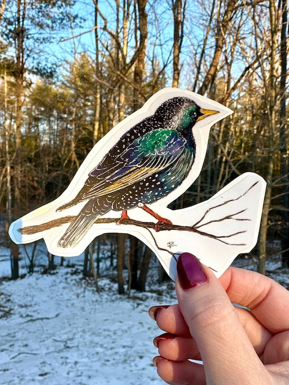 Starling Matte Vinyl Sticker