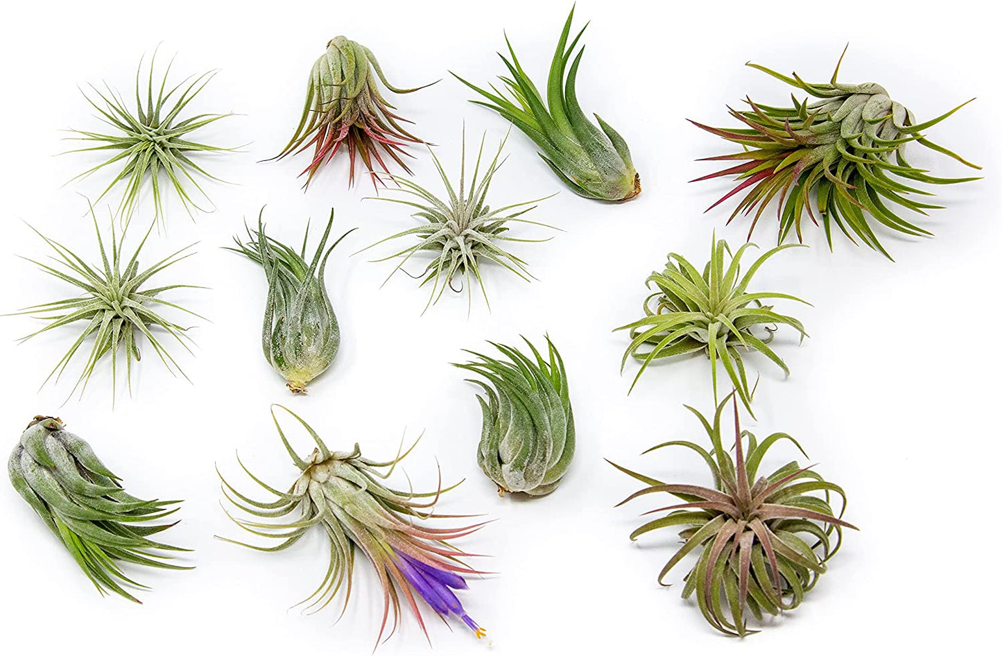 Live Air Plant