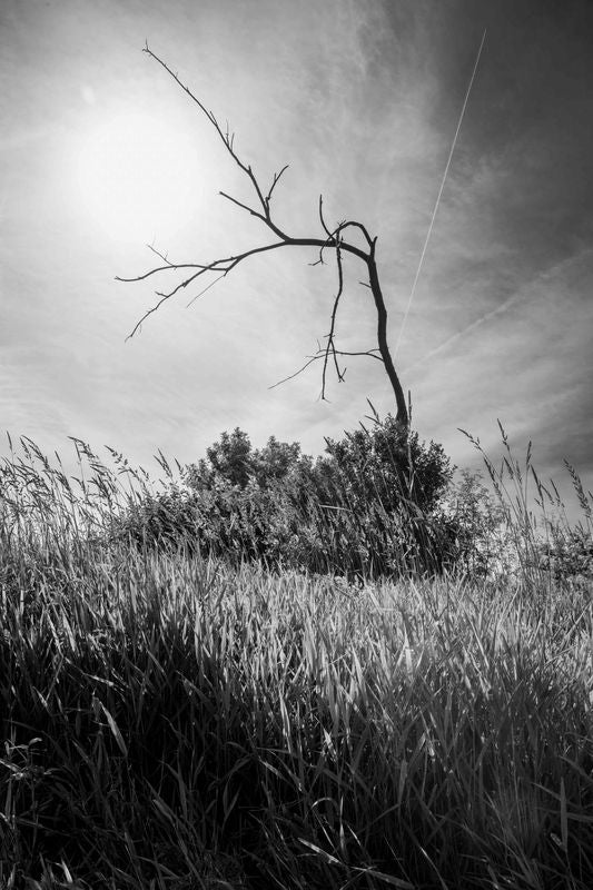24 x 36" Prints
