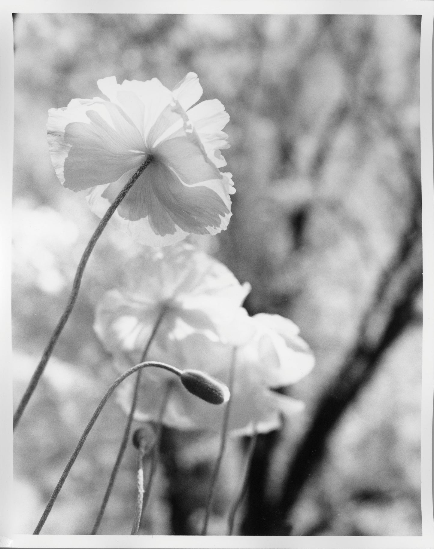 Fiber Based Photography