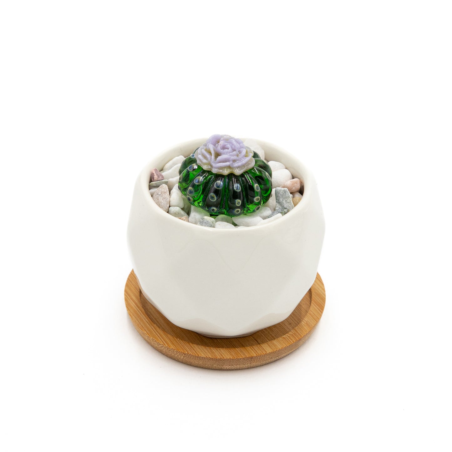 Lavender Glass Flowering Cacti