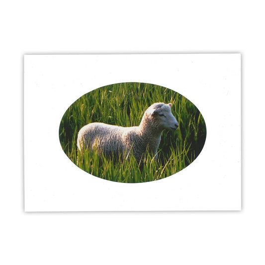 Spring Lamb Card