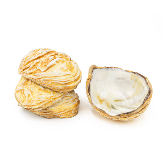 Small White Shell