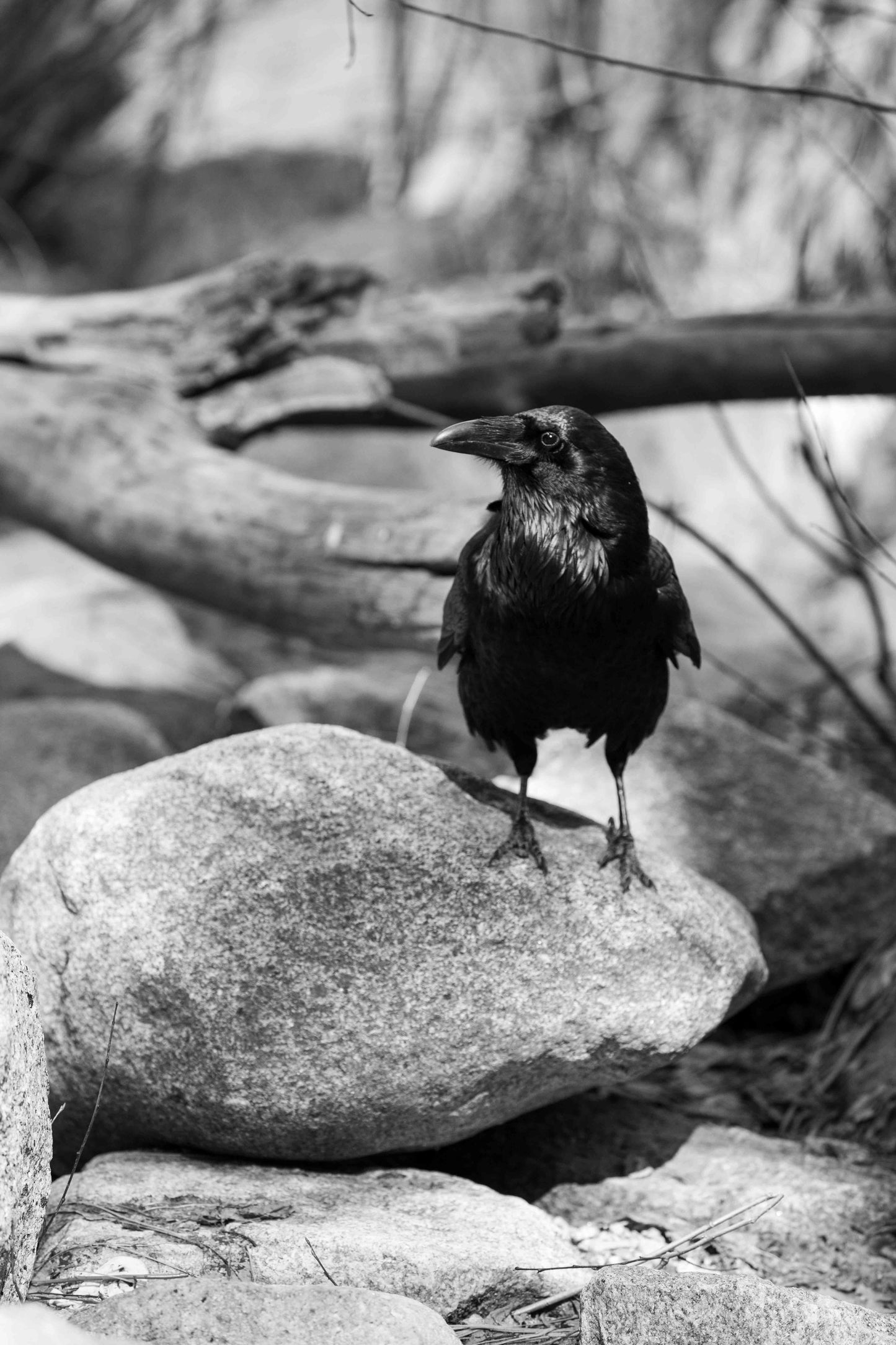 Yosemite Valley #2760