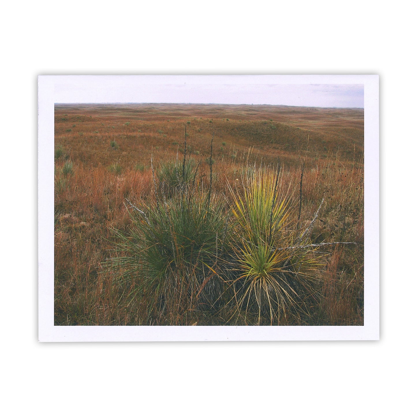 Yucca of the Sandhills Card