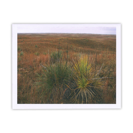 Yucca of the Sandhills Card